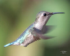 The Bee Hummingbird; the smallest bird in the world