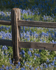 Bluebonnets