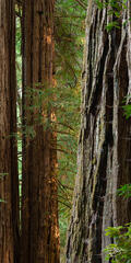 Forest Titans - Titanous Redwoods congregate in a northern California forest