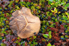 Moss, Fungus & Crowberries comprise the flora on a small island in North Greenland