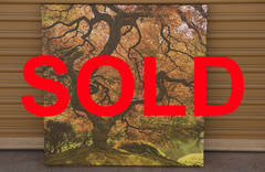 The Japanese Maple - 30x30 - Fine Art Canvas