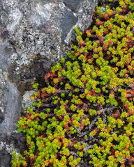 A carpet of Moss & Crowberries line the rocky shores in North Greenland