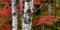 30x60 - Birch & Maple - Dye Infused RAW Aluminum