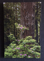 Redwood & Rhododendron - 24x36 - Fine Art Canvas