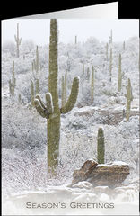 Sonoran Snowfall - greeting card set