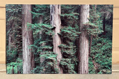 Trinity - 24x36 Dye Infused RAW Aluminum
