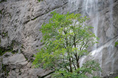 Water of Life
