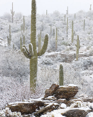 Sonoran Snowfall