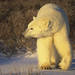 Arctic Stroll