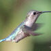 The Bee Hummingbird