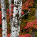 Birch & Maples - landscape orientation