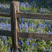 Bluebonnets