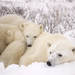 Cuddlers
