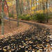 Forest Road