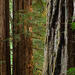 Forest Titans