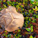 The Flora of Greenland