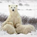 Mom & Cubs