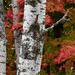 30x60 - Birch & Maple - Dye Infused RAW Aluminum