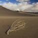 Tumbleweed