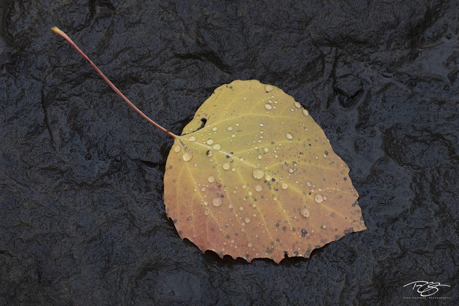 Beading Beauty Tears bead up on a quaking Aspen leaf who has departed from its home