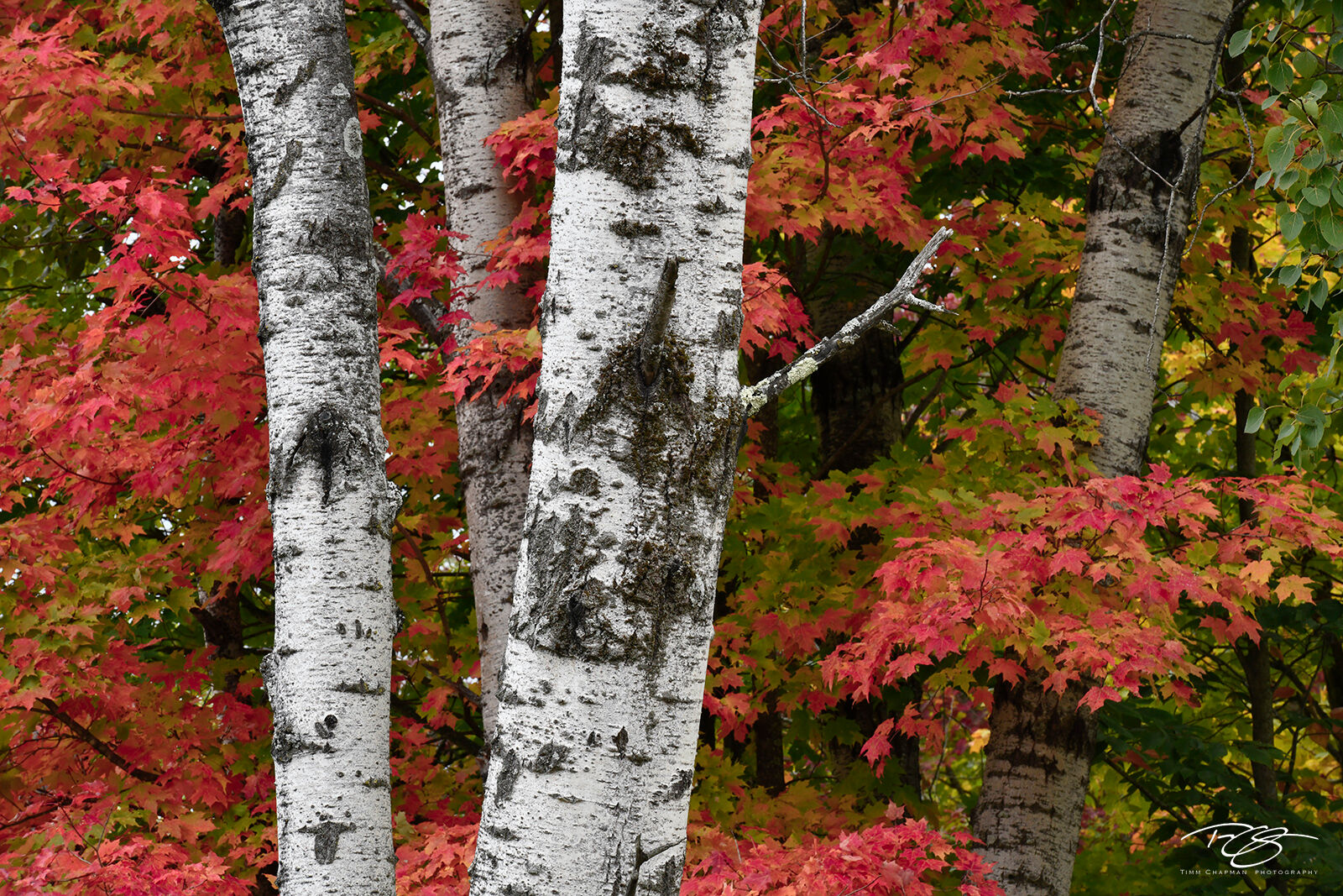 Birch & Maples - landscape orientation White Birch makes a stunning contrast against the red of a Sugar Maple