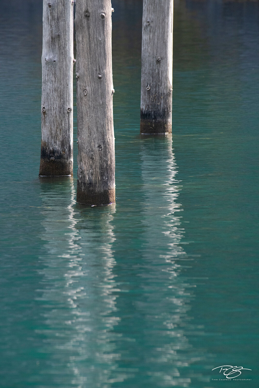 Blazing Trails Asian Spruce stand submerged in the cold teal green waters of Lake Kaindy, their reflections blaze an electrical trail along...