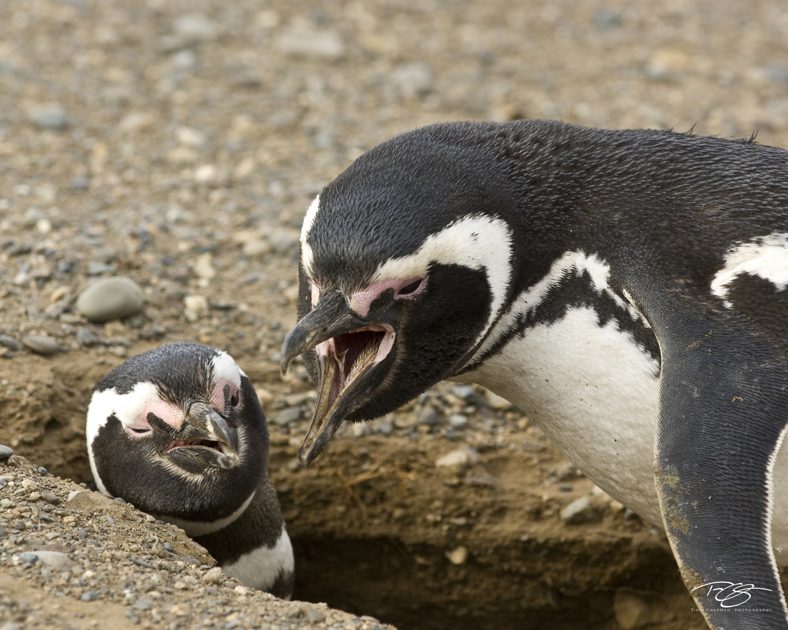 Can you hear me now? A Magellanic Penguin makes sure he has his say.Magellanic Penguins are also known as 'Jackass' penguins; not because of their...