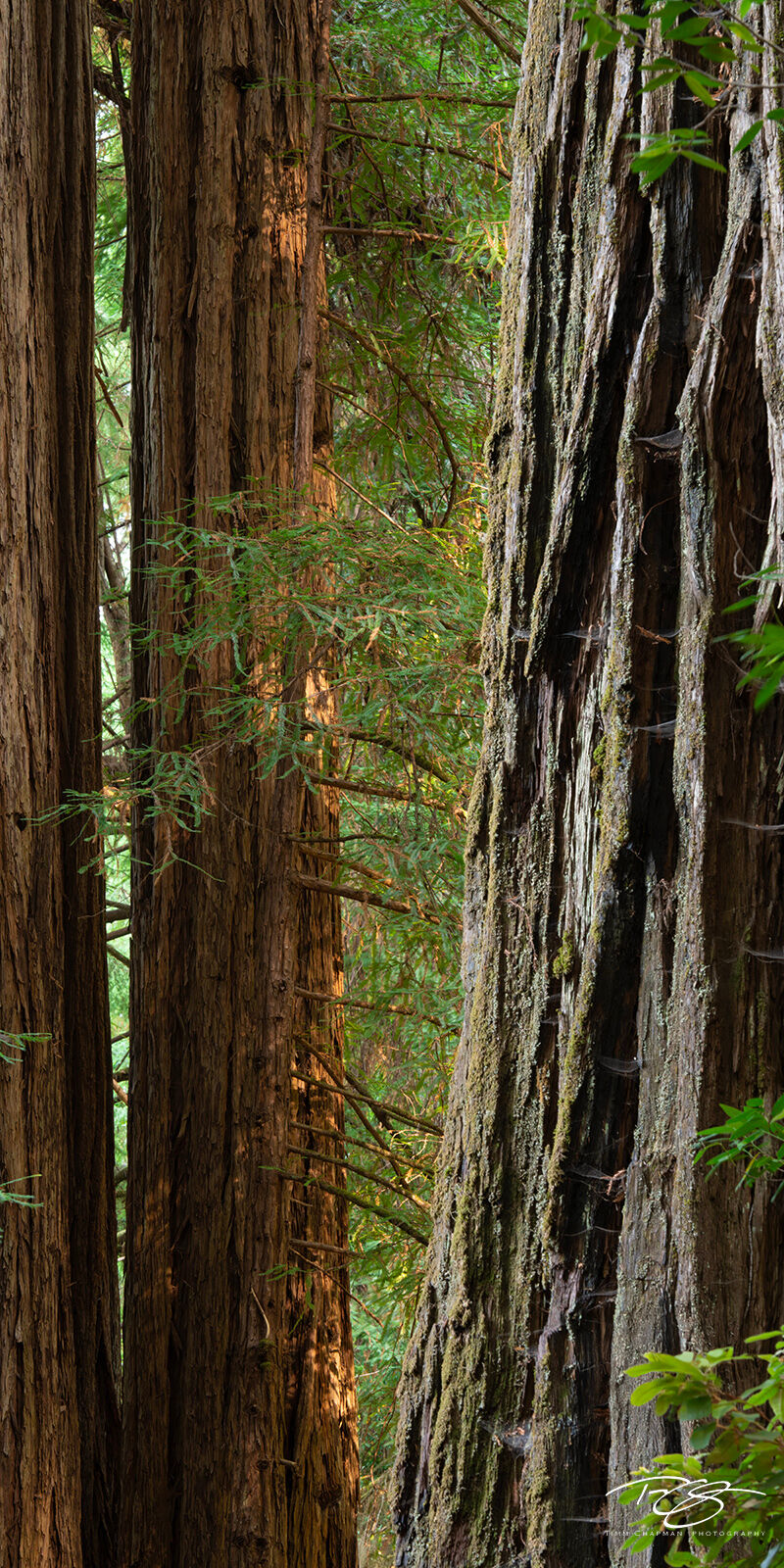 Forest Titans Forest Titans - Titanous Redwoods congregate in a northern California forest