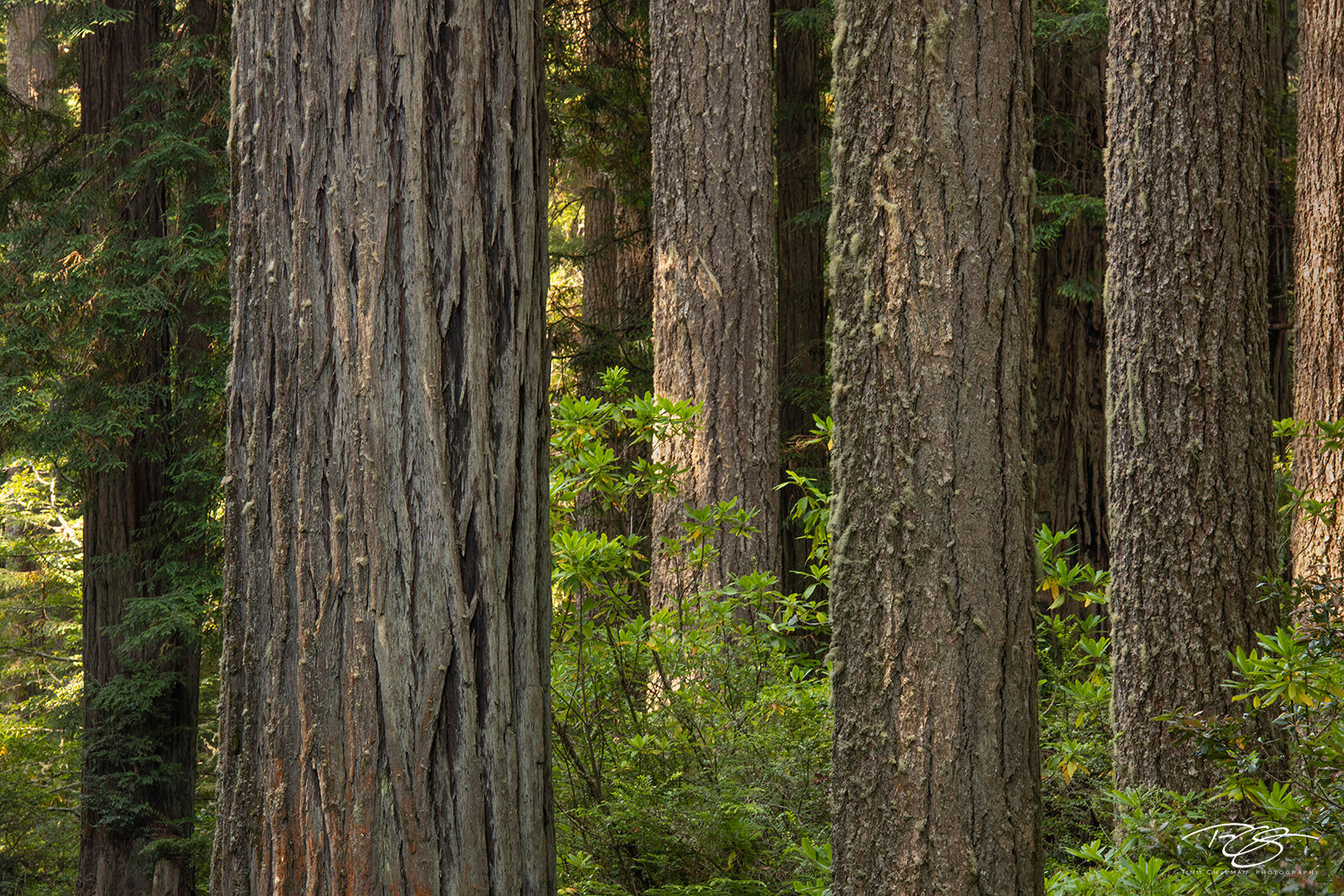 In Good Company Coastal Redwoods gather in the forest of Del Norte Coast Redwoods State Park