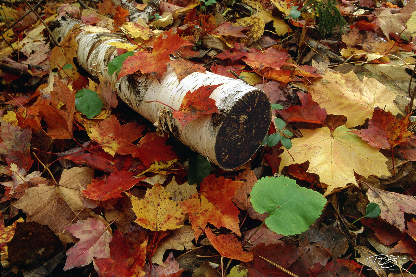 Nature's Palette A white birch log contrasts with a spectacular array of fall colour