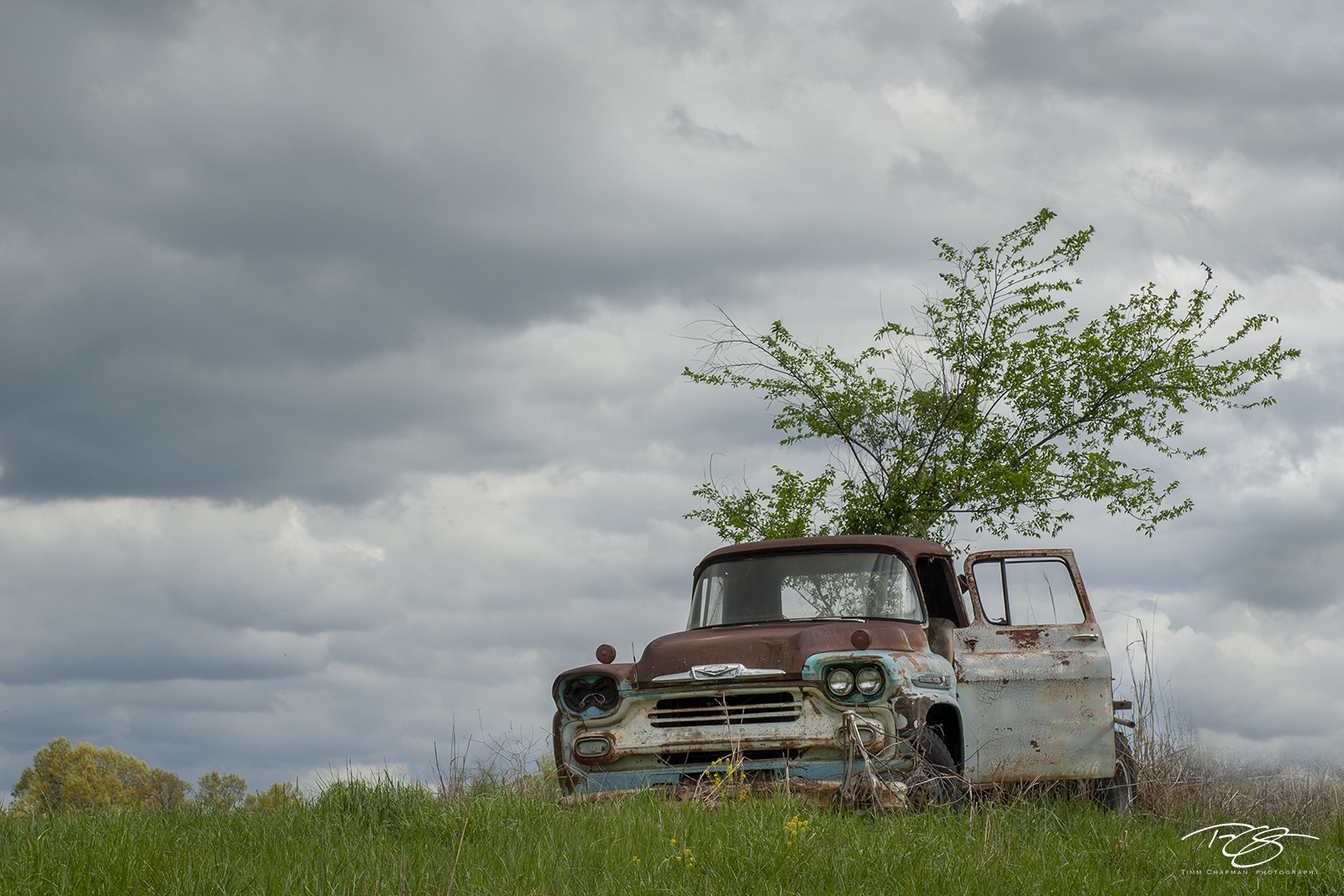 Planted A long abandoned Chevrolet Viking becomes a planter for a tree