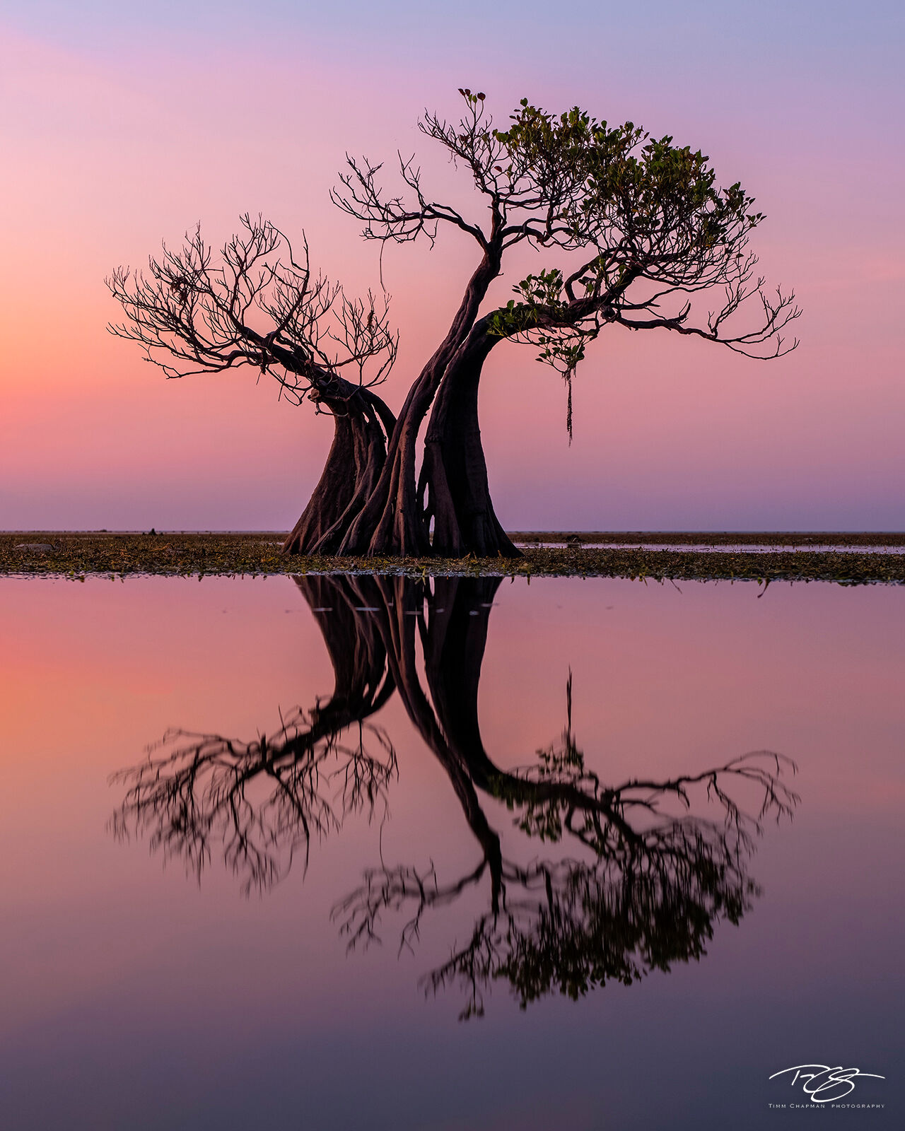 Two to Tango - Portrait orientation A Pair of Mangrove trees perform a sensual dance in a remote area of Sumba island
