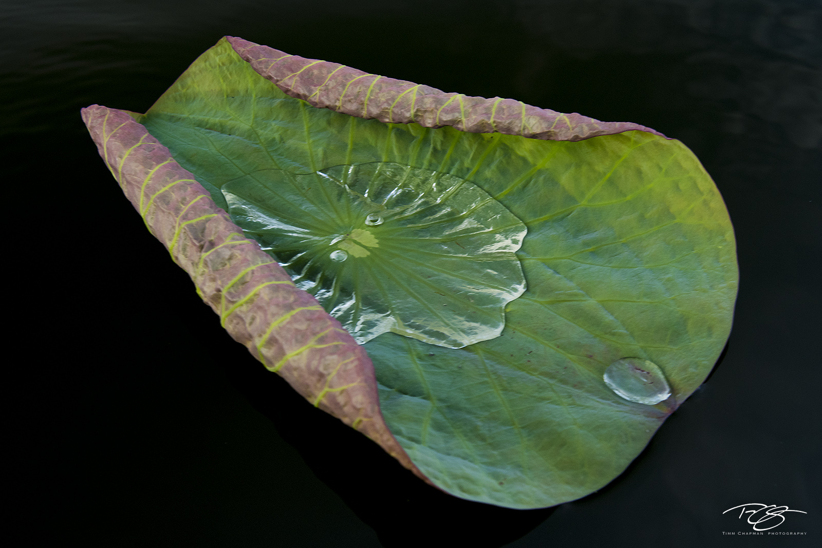 Water Lily A water lily floats in the dark swampy waters of the Atchafalaya Basin