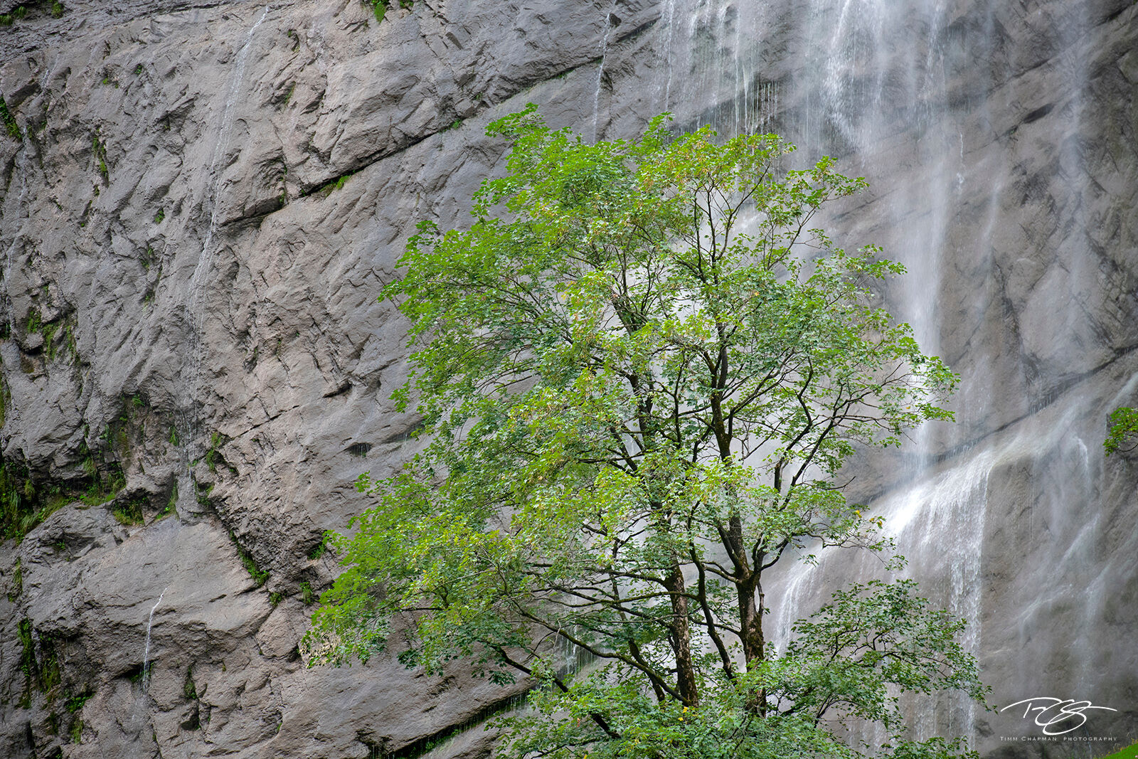 Water of Life A lush waterfall brings life to the Bernese Highlands of Switzerland
